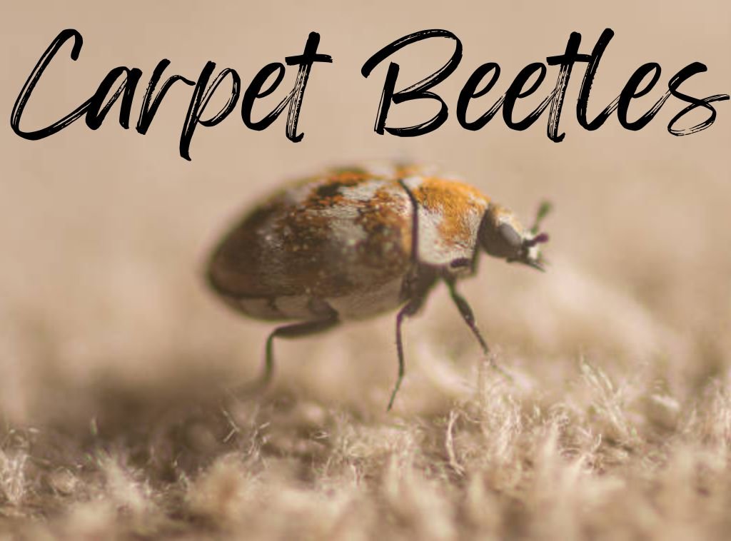 How to Get Rid Of Carpet Beetles